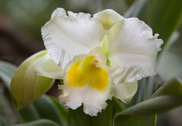 Orchid - Cattleya Carl Hausermann